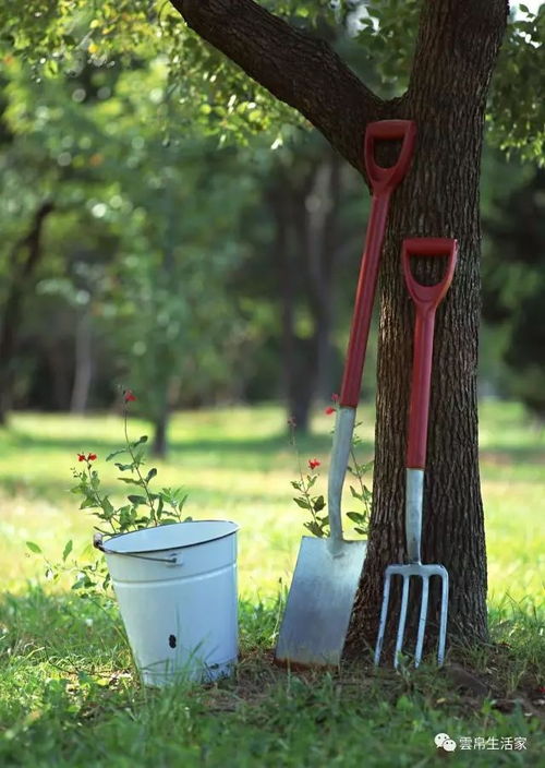 技巧 園藝從植物生長談起