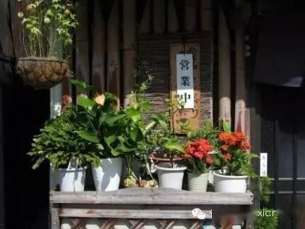 日本街頭園藝,這么亂糟糟也沒個人管管