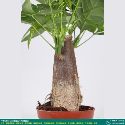 福州肉肉混裝盆栽_紅林園藝_質量評價_產品牛掰