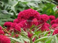 【山東草花】【山東草花專業生產基地】桂竹園藝[供應]_含油子仁、果仁、籽_世界工廠網中國產品信息庫