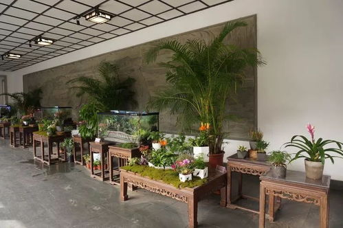 冬之韻 盆景 精品觀賞魚 冬季觀賞植物 植物園冬韻獨特,別樣燦爛