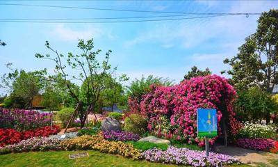 鄭州宿根花卉展開幕,市民可免費參觀