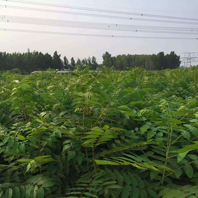 出售2016年培育紅油香椿苗 香椿苗批發 保證品種 香椿苗價格