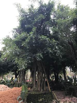 【小葉榕苗木直轄、品質保證、最新報價】綠化苗木,價格,廠家,供應商,花木,龍海市東泗興輝園藝場 - 產品庫