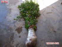 【紫薇苗,紫薇小苗,紅花紫薇苗,紅花紫薇小苗,紅花紫薇苗價格(內有圖】,價格,報價,種類、品牌,廠家,供應商,沭陽玉山花木園藝場(江蘇) - 產品庫 - 阿土伯交易網