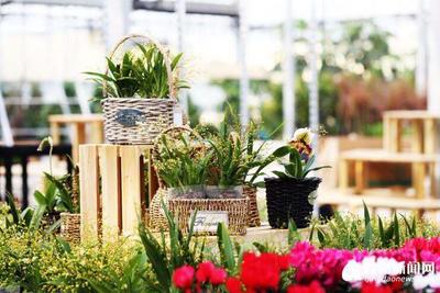 山東首家園藝中心落戶西海岸 占地面積近30畝