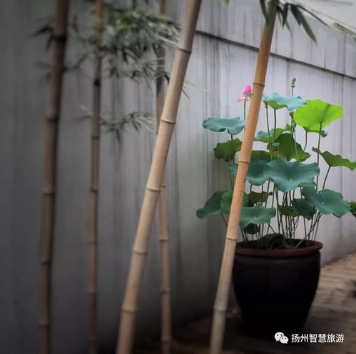 園藝扮靚你生活,商業空間作品十強作品新鮮出爐,你的pick在不在榜