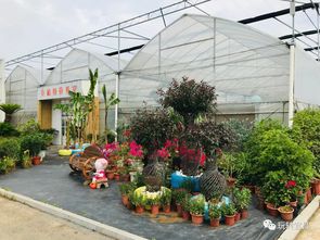 宜昌首家綠植園藝中心 金禾園藝中心6月1日火熱試營業