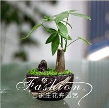 【發財樹土】最新最全發財樹土 產品參考信息