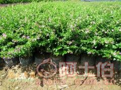 【漳州漳浦種植基地供應優質滿天星、質優價廉】綠化苗木,價格,廠家,供應商,花木,龍海市東泗興輝園藝場 - 產品庫