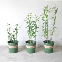 【園藝支柱】最新最全園藝支柱 產品參考信息