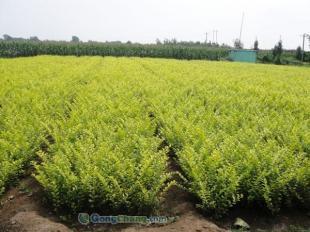 山東羽衣甘藍生產基地哪里有!森淼花卉園藝場_農副產品_世界工廠網中國產品信息庫