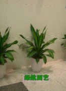 供應789綠航園藝盆景出租公司=綠植出租公司_農副產品_世界工廠網中國產品信息庫