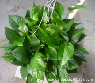 供應綠蘿吊蘭盆景、供應綠蘿吊蘭、綠蘿吊蘭批發、瀟湘園藝_紡織、皮革_世界工廠網中國產品信息庫