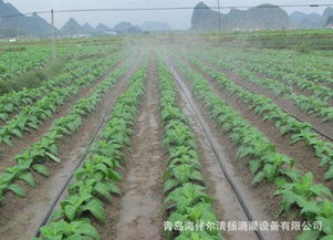 滴灌帶圖片,滴灌帶高清圖片 海偉爾清揚(yáng)微滴灌節(jié)水設(shè)備有限責(zé)任公司,