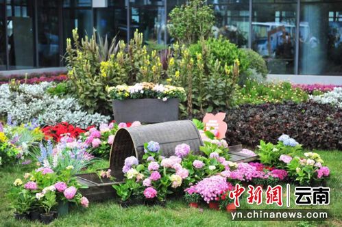 第六屆嵩明花博會(huì)開幕 展示品種達(dá)歷屆之最