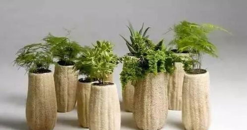 生活中的園藝小 花 招,實(shí)用又環(huán)保