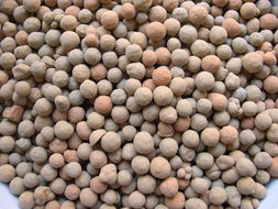 有機肥陶粒 產品 杭州法萊園藝