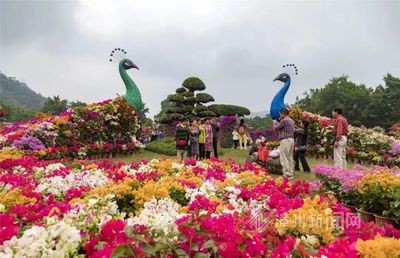 不可思議！兩只巨型孔雀驚艷亮相漳州花博會(huì)，竟是園藝杰作