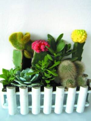 振興園藝 仙人掌類拼盆，打造您的綠色家居藝術(shù)