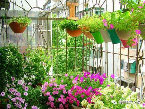 幸福家園，多彩園藝——趕緊報名參與吧！